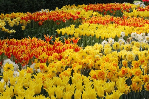 Jual Poster Tulips Daffodils Many Yellow WPS